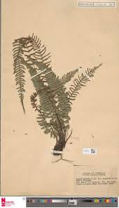 Image result for Panicum subflabellatum