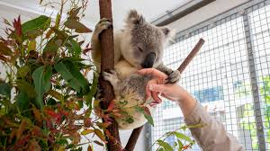 10 Sexually Transmitted Infections Found In Animals - Listverse