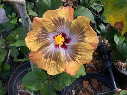 Image result for Hibiscus torrei