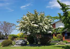 Semi Evergreen Dogwood Evergreen Dogwood Landscape Projects