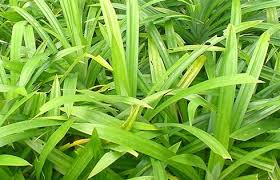 It is native to southeast asia and its aromatic property makes it a. What Are Pandan Or Screwpine Leaves Culinarylore
