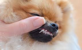 It is a more thorough. How Much Does A Pomeranian Teeth Cleaning Cost Spinning Pom