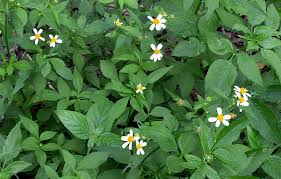 Image result for Bidens pilosa