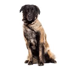 The estrela mountain dog is a member of the gentle giant canine club. Cao Da Serra Da Estrela Wisdom Panel German