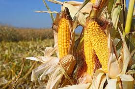 The calculator includes step by step instructions (below) and calculator buttons (on the right) and. Estimating Corn Yield The Andersons