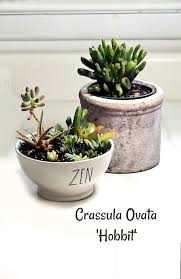 Cactus mixed into your area to create your own plant sanctuary. Crassula Ovata Hobbit Tips For Growing Hobbit Jade Plant