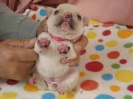 フレンチブルドッグ大好き フレンチブルドッグの子犬 犬 赤ちゃん 可愛すぎる動物