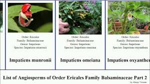 Image result for Impatiens zombensis
