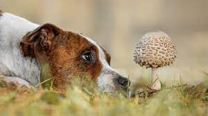 In short, the safety of mushrooms for dogs depends primarily on the kind of mushroom. Can Dogs Eat Mushrooms Here S Everything You Need To Know Pawlicy Advisor