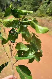 Image result for Strombosia