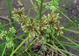 Image result for Cyperus renschii