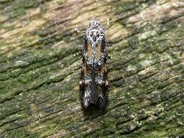 Image result for Mompha miscella