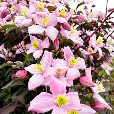Clematis plants are great beneath trellises, fences and walls. Clematis Montana Rubens Botanicaplantnursery Co Uk