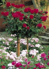 Buy Standard Roses Tree Roses Rose Trees Standard Roses Container Roses