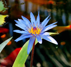 Image result for Nymphaea nouchali