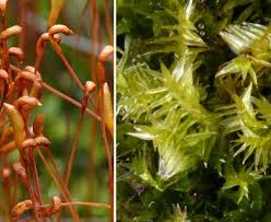 Image result for Tristicha trifaria