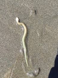 Find A Way Out Of The Witch Hunters Outpost Those Aren T Snakes They Re Just Sea Worms That Can Gnaw You With Their Throat Teeth Snake Lost Coast Outpost Worms