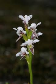 Image result for Rhipidoglossum ovale