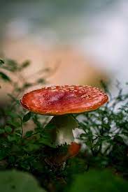 French Magic Mushroom Stuffed Mushrooms Magical Mushrooms Mushroom Fungi