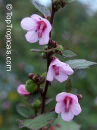 Image result for Urena lobata