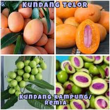 Pokok pikiran keempat, yaitu menunjukkan budi. Buy Hot Sale Buah Kundang Remia Staq Muda Rapuh With Gift Seetracker Malaysia