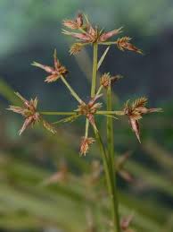 Image result for Cyperus denudatus