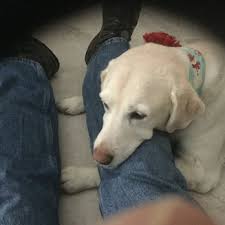 East lake animal clinic has proudly been serving the pets and pet owners of the. East Lake Veterinary Hospital Veterinarians Reviews Yelp