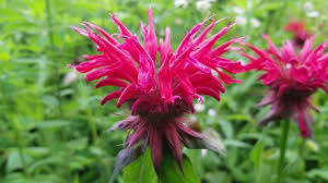 Image result for Monarda didyma