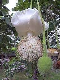 La Fleur D Un Baobab Qui Ne Pousse Qu A Madagascar Et Qui Ne Fleurit Que Tous Les 50 Ans Je N En Avais Jam Fleurs Insolites Fleurs Etranges Planter Des Fleurs