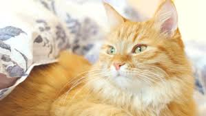 Kedilerde Kisirlastirma Hakkinda Her Sey Kedi Kisirlastirma
