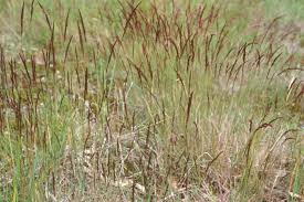 Image result for Agrostis