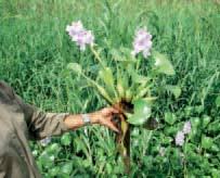 Image result for Monochoria africana