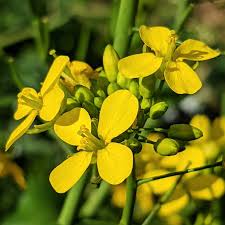Image result for Brassica rapa