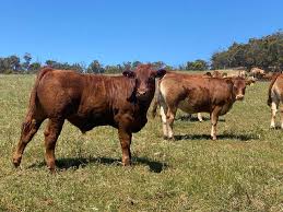Big yarding for store cattle sale