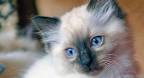 Ragdoll Kittens for Sale - Doll Face Ragdoll Kittens Available