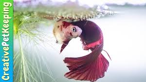 Breeding Betta Fish My Betta Ate The Eggs Breeding Betta Fish Betta Fish Betta