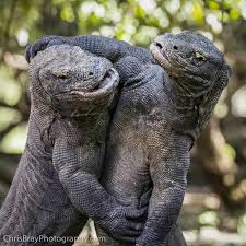 Are They Hugging Or Fighting Komodo Dragon Animals Beautiful Cute Animals