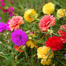 Image result for Portulaca foliosa