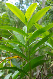 Image result for Aframomum alboviolaceum