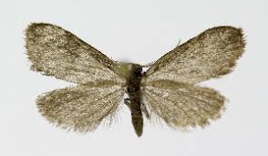 Image result for Psyche casta