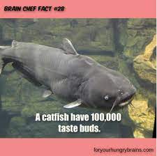 A Catfish Have 100 000 Taste Buds Fun Facts Science Facts Weird Facts