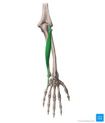 Maybe you would like to learn more about one of these? Extensor Carpi Ulnaris Origin Insertion And Function Kenhub