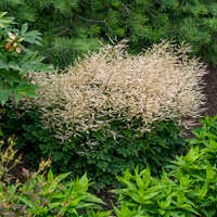 Image result for Ophrypetalum odoratum