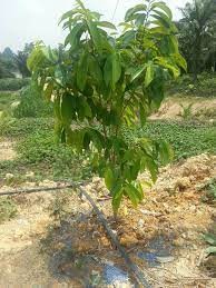 Okey, sebelum anda bercadang nak beli pokok durian, jom ketahui beberapa sebab anak. Organik Nf Penjagaan Pokok Durian Dan Cara Atasi Bunga Facebook