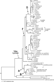 Image result for Lycium pilifolium