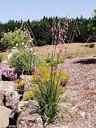 Image result for Dierama