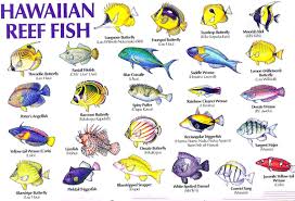 Hawaii Reef Fish Guide With Hawaiian Names 1 Aloha Joe