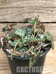 Image result for Xerophyta zimbabwensis