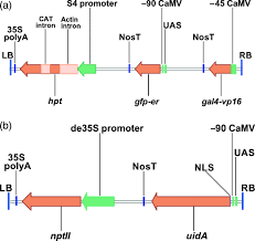 Their combined citations are counted only for the first article. Spatial Control Of Transgene Expression In Rice Oryza Sativa L Using The Gal4 Enhancer Trapping System Johnson 2005 The Plant Journal Wiley Online Library