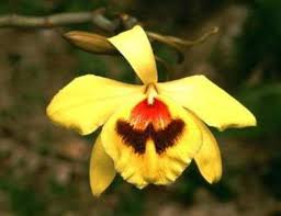 Image result for Bulbophyllum humblotii